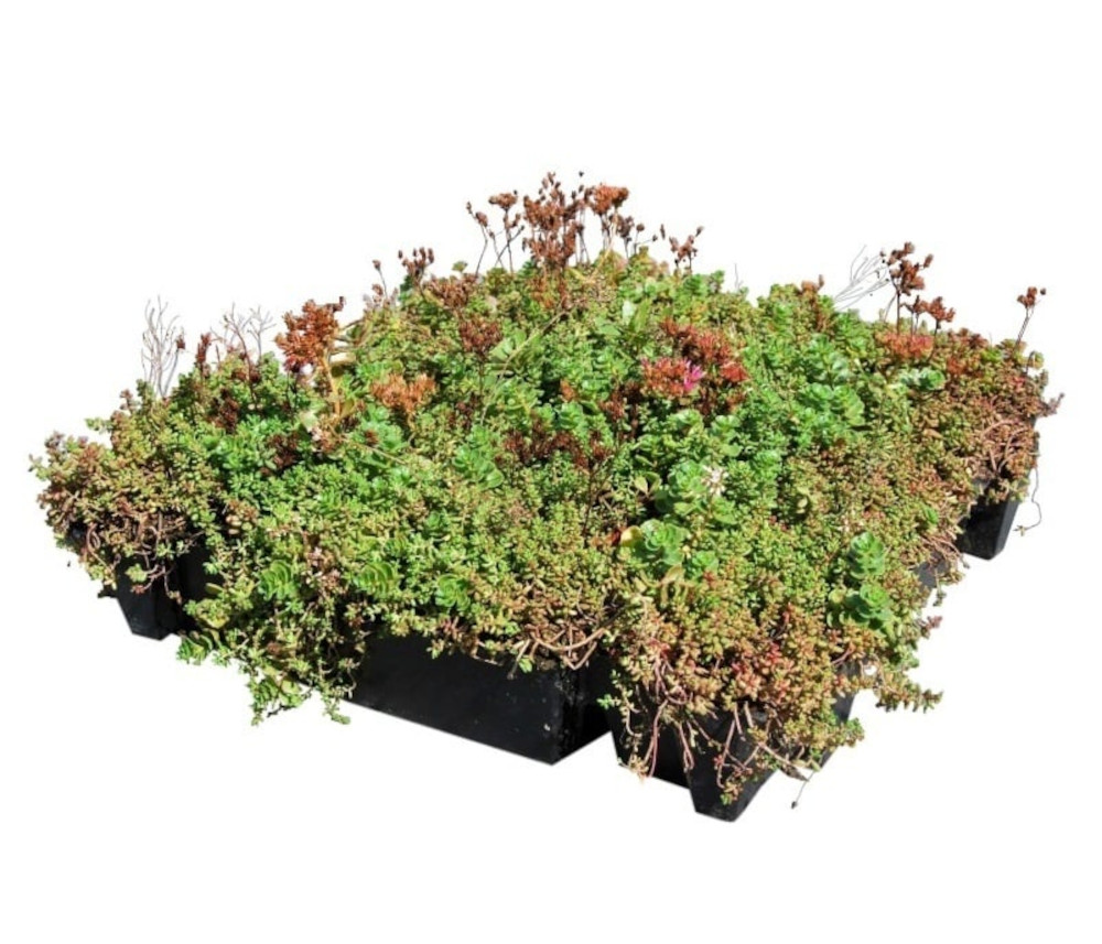 JOUS nieuwbouw Pand 65 Joure sedum